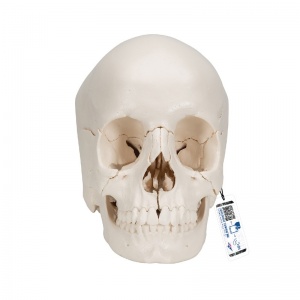 Beauchene Adult Human Skull Model (22-Part)