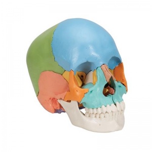 3B Scientific A291 Beauchene Adult Human Skull Model (22-Part) (Coloured)