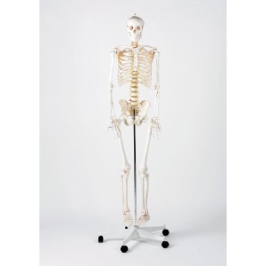 Anatomical Model Life-Size Skeleton