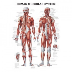 Rudiger Human Muscular System Anatomy Poster