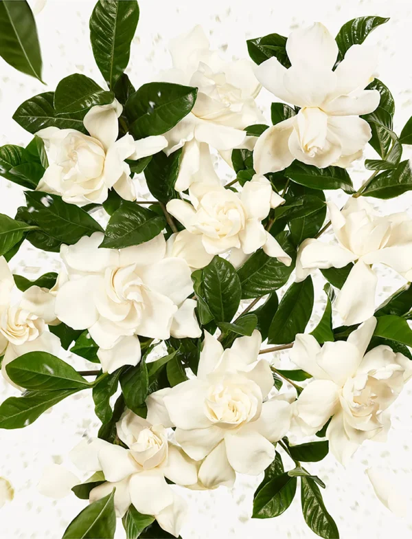 Flora Gorgeous Gardenia Perfume 50 ML - Eau de parfum - Image 5